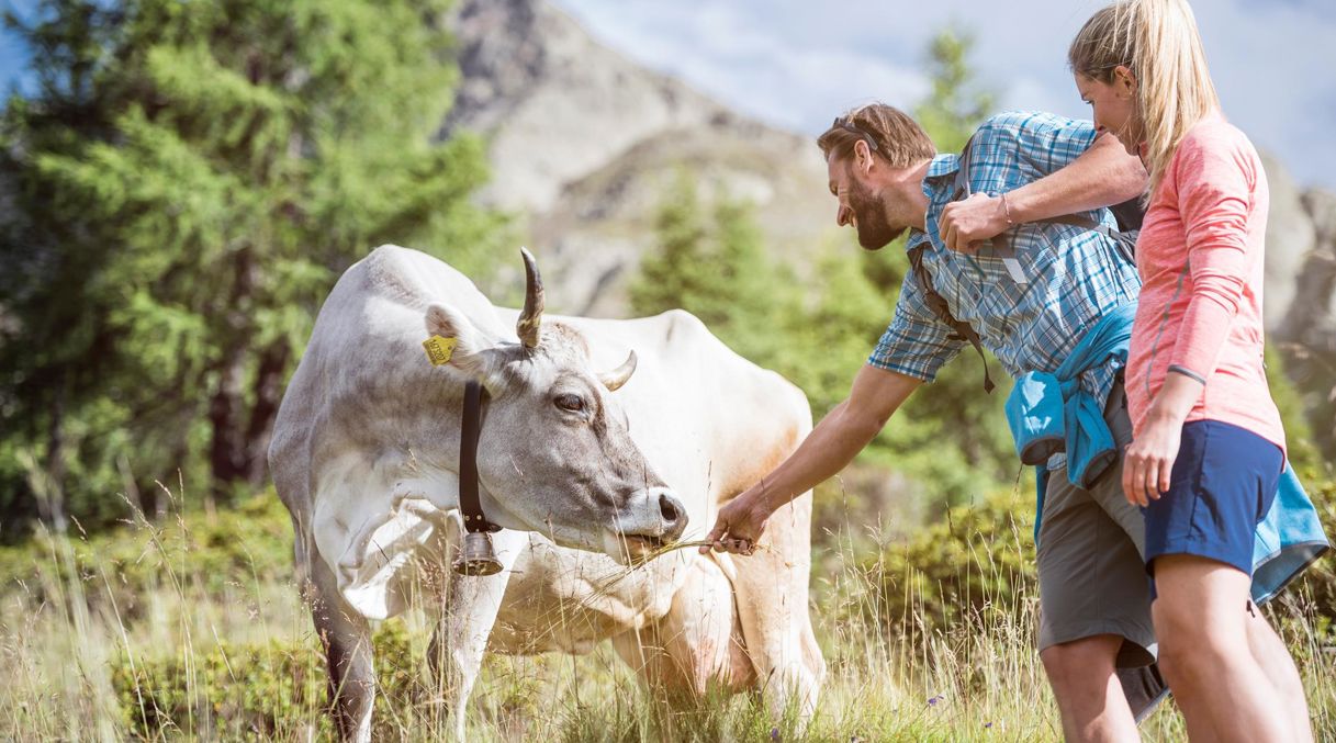 Wanderurlaub Meraner Land: Zwei Personen treffen eine Kuh